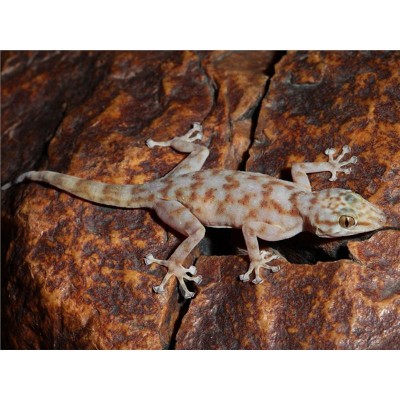 Gecko de dedos de raqueta - Ptychodactylus ragazzi